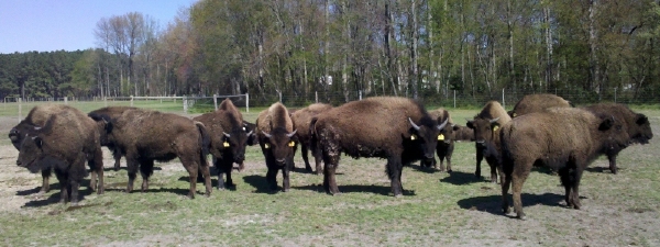 young bison